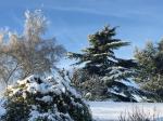 Image: Trees, Snow, 2018